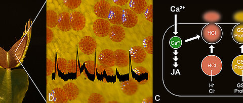 [Translate to Englisch:] Fotos von einer Venusfliegenfalle, ihre Drüsen unter dem Mikroskop und schematische Darstellung der Vorgänge, die zur Sekretion führen. (Bild: Sönke Scherzer/Dirk Becker)