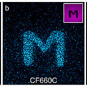Confocal fluorescence images of glass surfaces coated with the cyanine dyes Alexa Fluor 647 (a) and CF660C (b) and with carborhodamine dye ATTO647N (c) after light excitation at 568 nanometres (nm). By exciting the red-absorbing dyes at 640 nm in certain areas (negative images top right), dyes are photoconverted there and it is possible to write letters on the surface that were excited at 568 nm and fluoresce at about 580 nm. The carborhodamine dye shows more efficient photobluing than the cyanine dyes.