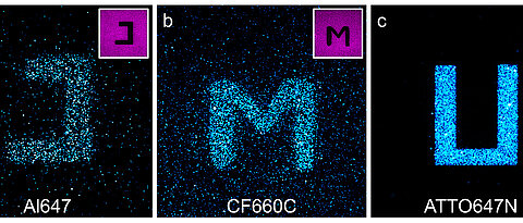 Konfokale Fluoreszenzbilder von Glasoberflächen, die mit den Cyaninfarbstoffen Alexa Fluor 647 (a) und CF660C (b) sowie mit Carborhodaminfarbstoff ATTO647N (c) beschichtet wurden, nach Lichtanregung bei 568 Nanometer (nm). Durch Anregung der rot-absorbierenden Farbstoffe bei 640 nm in bestimmten Bereichen (Negativbilder rechts oben) werden dort Farbstoffe photokonvertiert und es gelingt, Buchstaben auf die Oberfläche zu schreiben, die bei 568 nm angeregt wurden und bei etwa 580 nm fluoreszieren. Der Carborhodaminfarbstoff zeigt ein effizienteres Photobluing als die Cyaninfarbstoffe.