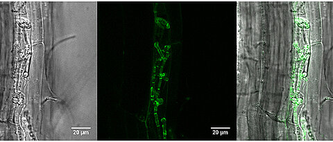 Die Bilder zeigen eine Pflanzenwurzel, die vom Pilz Piriformospora indica besiedelt ist. Die grüne Färbung deckt auf, an welchen Stellen sich das Protein FBG1 befindet. (Bild: Stephan Wawra)