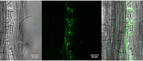 The pictures show a plant root, which is populated by the fungus Piriformospora indica. The green colour reveals where the protein FBG1 is located. (Pictures: Stephan Wawra)