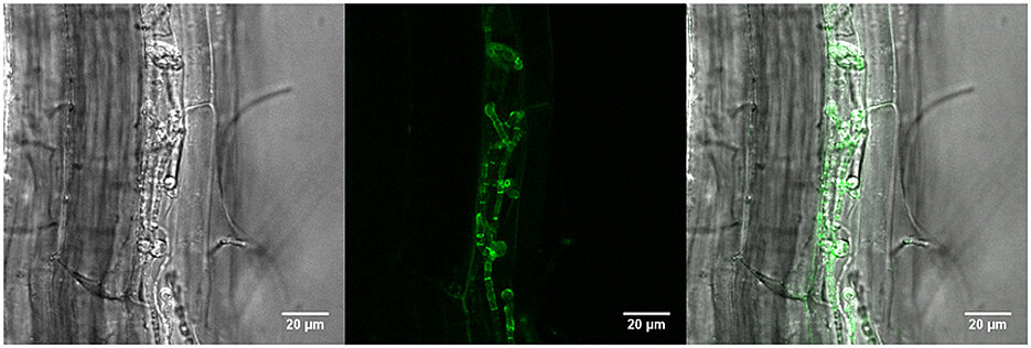 The pictures show a plant root, which is populated by the fungus Piriformospora indica. The green colour reveals where the protein FBG1 is located. (Pictures: Stephan Wawra)