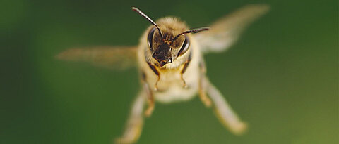 Bienen führen ein faszinierendes Leben. Das Bild stammt vom Plakat des neuen Films „Tagebuch einer Biene“.