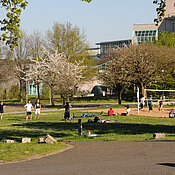 Frühling auf dem Beachvolleyballplatz des Würzburger Uni-Campus am Hubland. Foto: Robert Emmerich