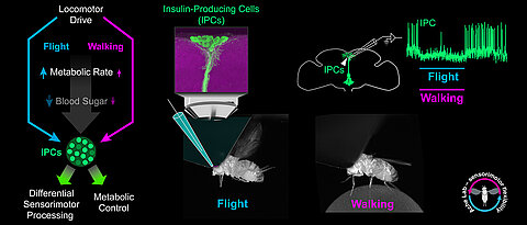 The figure shows the relationship between movement and regulation of insulin-producing cells in the fruit fly.