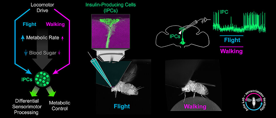 The figure shows the relationship between movement and regulation of insulin-producing cells in the fruit fly.