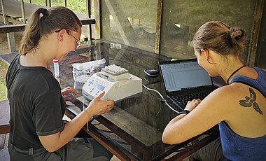 Messungen der Thermaltoleranz von Insekten durch Kim Lea Holzmann (rechts) und Antonia Abels während der Feldarbeit in Peru.