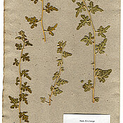 The colocynth, with which Otto Ludwig Lange experimented in 1956, has survived to this day. It is kept in the JMU Herbarium.
