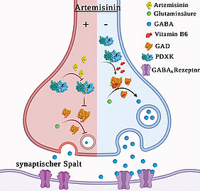In Gegenwart des Anti-Malaria-Wirkstoffes Artemisinin (gelb) wird die Herstellung des Botenstoffs GABA (blau) verhindert (in der Abbildung). In Abwesenheit von Artemisinin (rechts) wird GABA normal produziert.