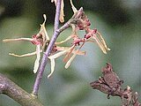 Hamamelis japonica Sieb. & Zucc.