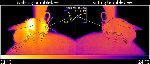 Links: Eine laufende Hummel mit erhöhter Temperatur des Brust- und Kopfbereiches. Rechts: Eine sitzende Hummel mit niedrigerer, konstanter Temperatur. Die elektrischen Antworten des Auges in der Mitte zeigen, dass die Hummel während des Laufens visuelle Reize schneller verarbeitet als im Sitzen.