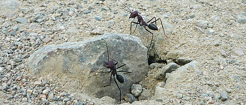 Desert ants (Cataglyphis) at the nest entrance.