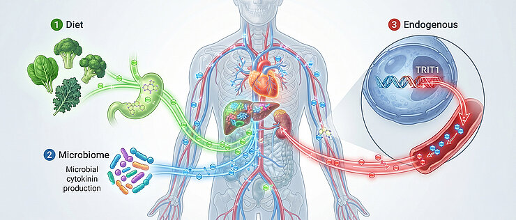 Cytokinins are found in many parts of the human body. They come from various sources. 