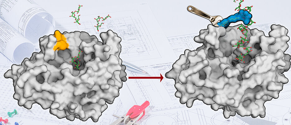 The surface of the enzyme levansucrase has been redesigned to produce sugar polymers. (Picture: AK Seibel)