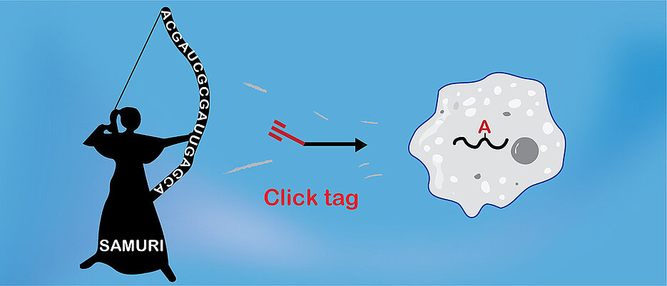 SAMURI ist ein neues Ribozym, das an zellulärer RNA eine zielgerichtete Modifikation (click tag) für die Click-Chemie anbringt.