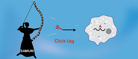 SAMURI is a new ribozyme that attaches a targeted modification to cellular RNA for click chemistry.