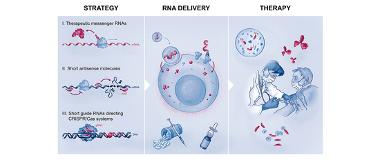 Themenbereiche des Graduiertenprogramms RNAmed: Strategy (I. Therapeutic messenger RNAs, II. Short antisense molecules, III. Short guide RNAs directing CRISPR/Cas systems), RNA Delivery, Therapy