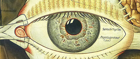 Schutzvorrichtungen am Auge sind auf diesem Schulwandbild aus dem Jahr 1916 gezeigt (Ausschnitt). Das Sehen steht auch im Mittelpunkt des neuen Würzburger Forschungskonsortiums „Insight“. (Bild: Verlag Rudolf Schick & Co., Leipzig)