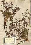 Trinia vulgaris