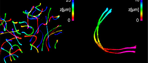 Left two sperm-forming cells expanded with ExM-SIM and imaged with a diffraction limited microscope. On the right, a detailed 3D image of a single synaptonemal complex. The 3D information is colour-coded, the measuring bar on the left corresponds to 25 micrometres, the bar on the right to three micrometres.