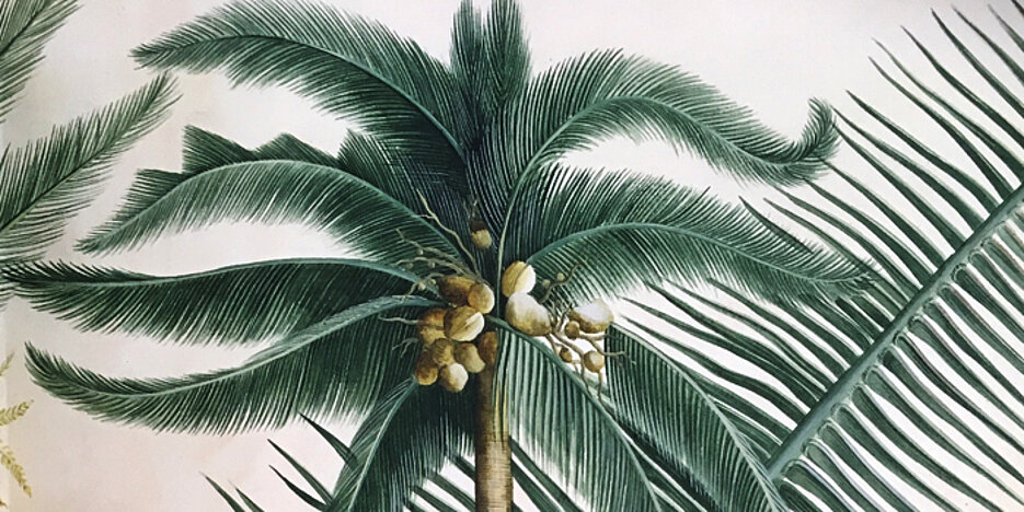 Foto von einer Palme