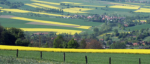 Landschaft mit gelb blühenden Rapsfeldern. Foto: Andrea Holzschuh
