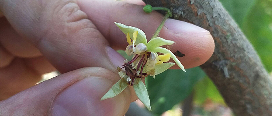 Hand pollination of cacao by rubbing two flowers together to transfer pollen.