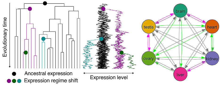 Complex evolutionary relationships: Long-term expression in one organ predisposes genes for later use in other organs.