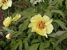 Paeonia cv. Canary