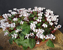 Cyclamen coum f. albissimum