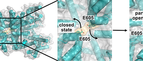 Dreidimensionale Skizze des TPC1-Kanalproteins; der Blick geht  von oben auf den vakuolären Poreneingang. Positionsänderungen von Aminosäureresten wie E605 beim Übergang vom geschlossenen Kanalzustand in einen Zustand mit teilweise geöffneter Pore.
