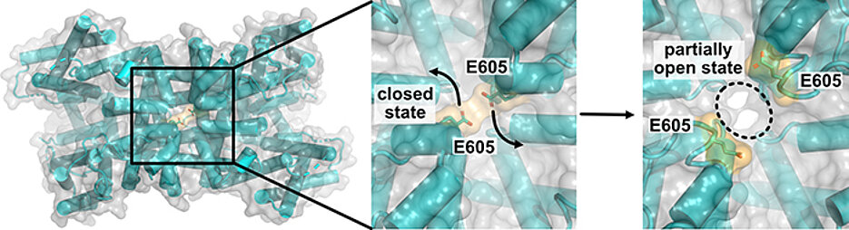 3-Dimensional sketch of the TPC1 channel protein looking at the vacuolar pore entrance from above.