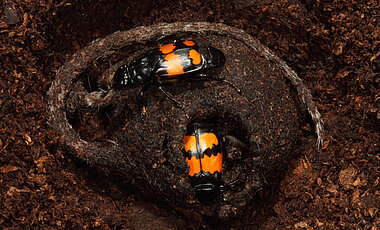 Der Schwarzhörnige Totengräber – Nicrophorus vespilloides – nutzt Kadaver zur Aufzucht seines Nachwuchses. 