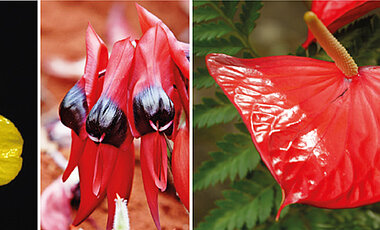 Beispiele für glänzende Blumen in der Natur: Butterblumen, Erbsen, Flamingoblumen und Orchideen. 