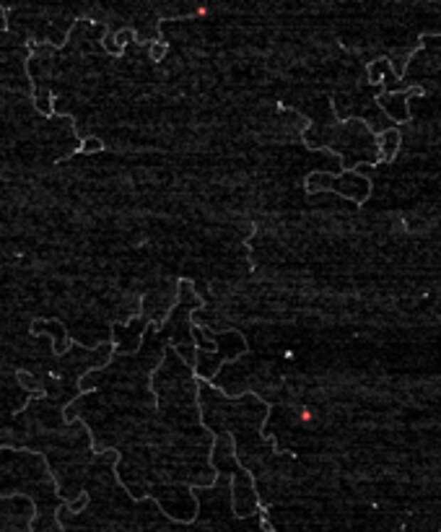 Picture of resear to  Nucleic Acid Binding Proteins