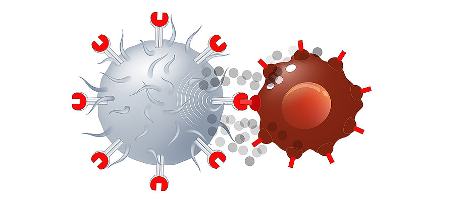 Bei der CAR-T-Zelltherapie werden T-Zellen (l.) genetisch mit Chimären-Antigenrezeptor-(CAR)-Molekülen umgebaut. Diese Veränderung versetzt die T-Zellen in die Lage, Krebszellen anzugreifen.