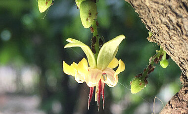 Aphids are herbivorous insects, often found on the flowers and flower buds. Maybe the contribution of birds and bats was to control populations of such and other herbivorous insects.