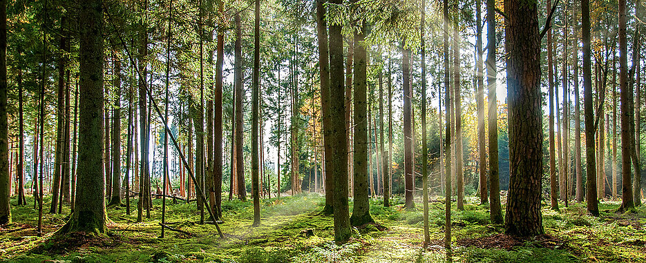 Wie wirken sich Wälder auf unsere Gesundheit aus? Dazu forscht Joachim Rathmann.