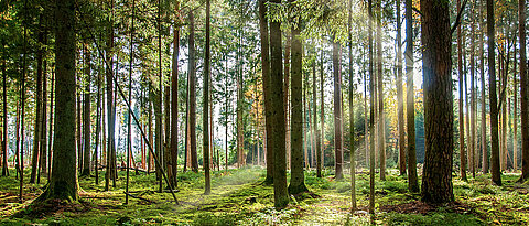 Wie wirken sich Wälder auf unsere Gesundheit aus? Dazu forscht Joachim Rathmann.