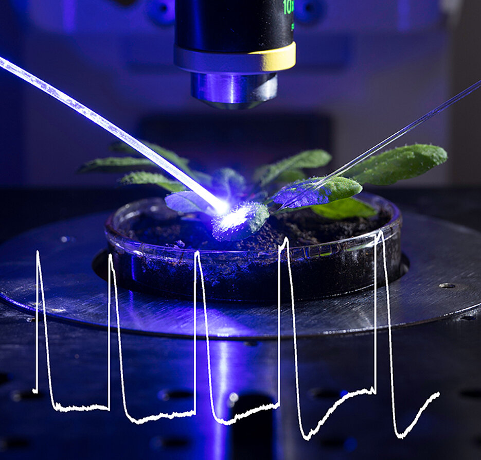 none