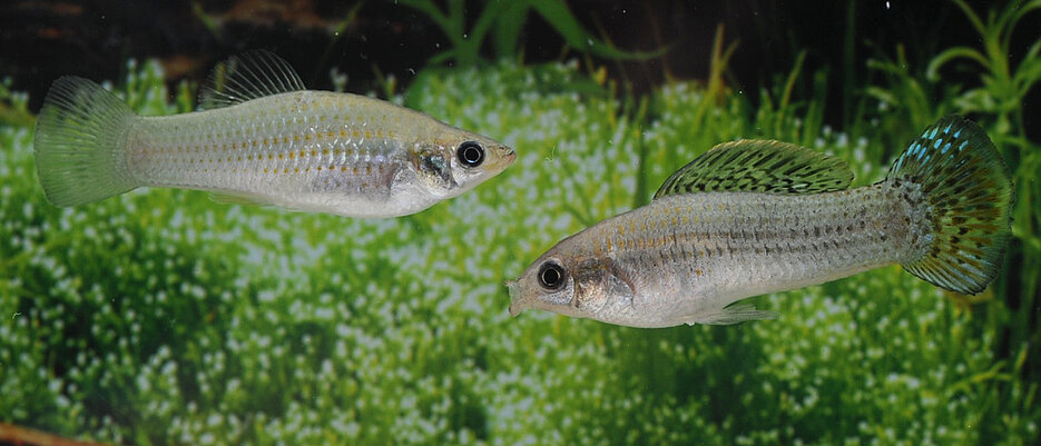 Amazonenkärpflinge im Aquarium