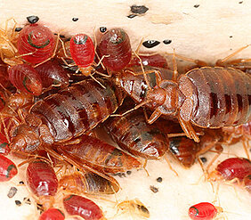 Bettwanzen und ihr Nachwuchs. (Foto: Coby Schal, North Carolina State University, USA)