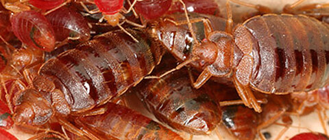 Bedbugs and their offspring.