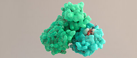 The main protease (green) is a key molecule that helps the virus to replicate. A suitable drug (in red as a ball-and-stick model) could inhibit the molecule function. 