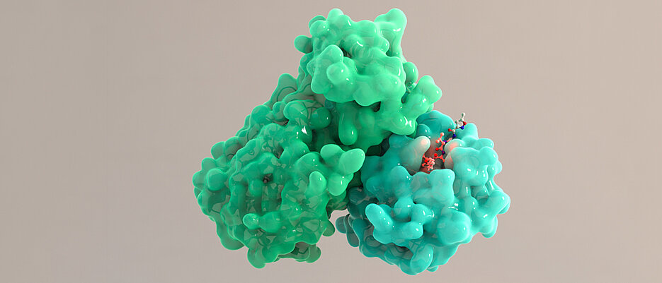 Die Hauptprotease (grün) ist ein wichtiges Molekül, das dem Virus bei der Vermehrung hilft. Mit einem geeigneten Medikament (hier in rot als Stabmodell) könnte das Molekül in seiner Funktion gehemmt werden. 