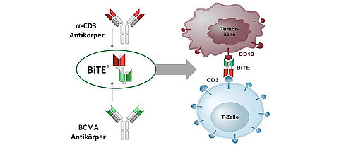 Der mit der BiTE-Technologie hergestellte bispezifische Antikörper ist in der Lage, T-Zellen an die Myelom-Zellen zu binden und so deren Zerstörung einzuleiten.