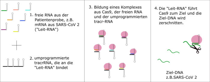 1. freie RNA aus der Patientenprobe, z.B. mRNA aus SARS-CoV 2 ("Leit-RNA") 2. umprogrammierte tracrRNA, die an die "Leit-RNA" bindet 3. Bildung eines Komplexes aus Cas9, der freien RNA und der umprogrammierten tracr-RNA 4. Die "Leit-RNA" führt Cas9 zum Ziel und die Ziel-DNA wird zerschnitten.