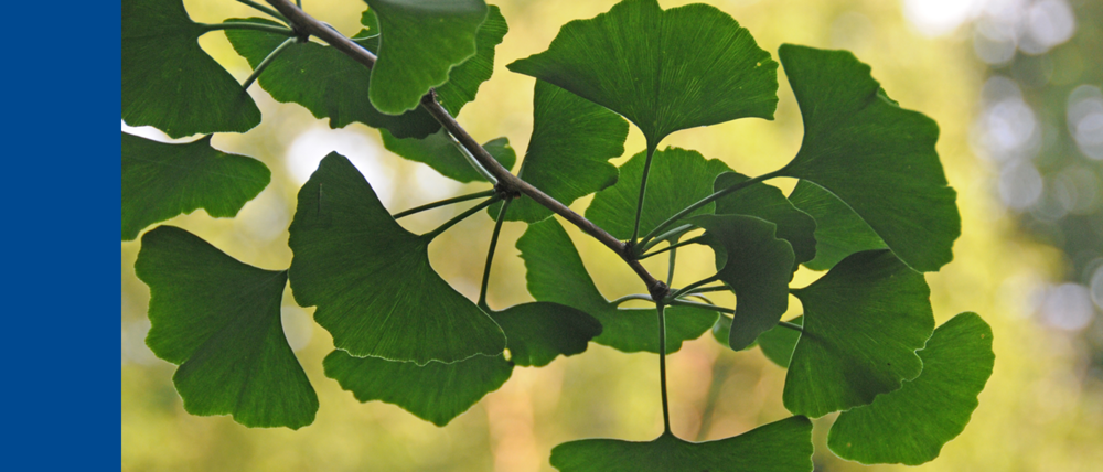 Eine Nahaufnahme von Gingko-Blättern.