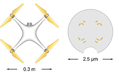 Größenvergleich zwischen Quadrocopter und Mikrodrohne.