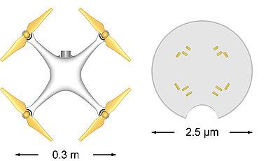 Size comparison between quadrocopter and microdrone.